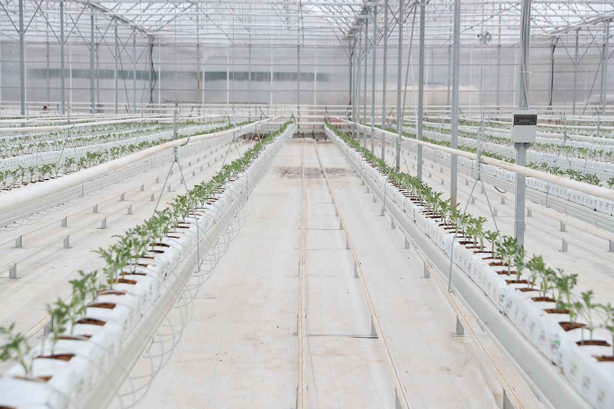 Su ve gübre verimi — MGS SERA topraksız tarım