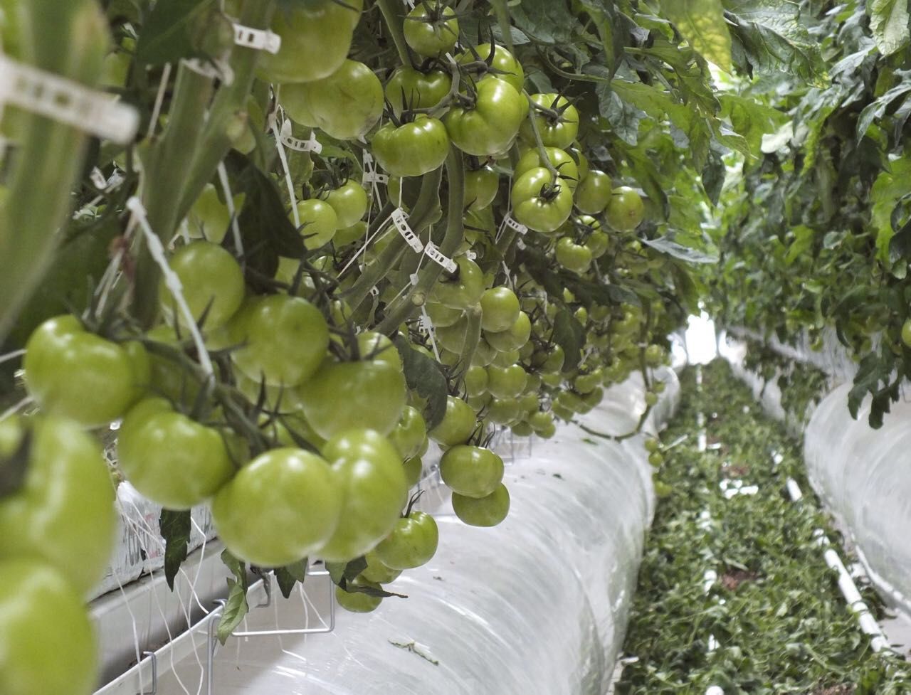 MGS SERA referans projesi